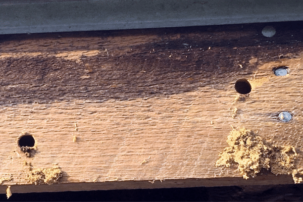 Carpenter Bee Holes and Wood Dust